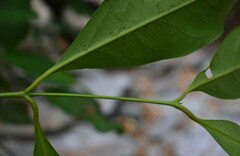 Syzygium tierneyanum