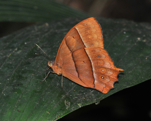 Taygetis chrysogone