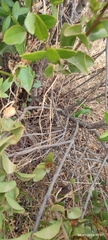 Tristerix corymbosus