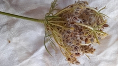 Daucus pusillus