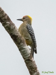 Melanerpes hoffmannii