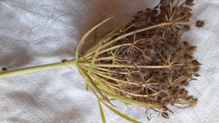 Daucus pusillus