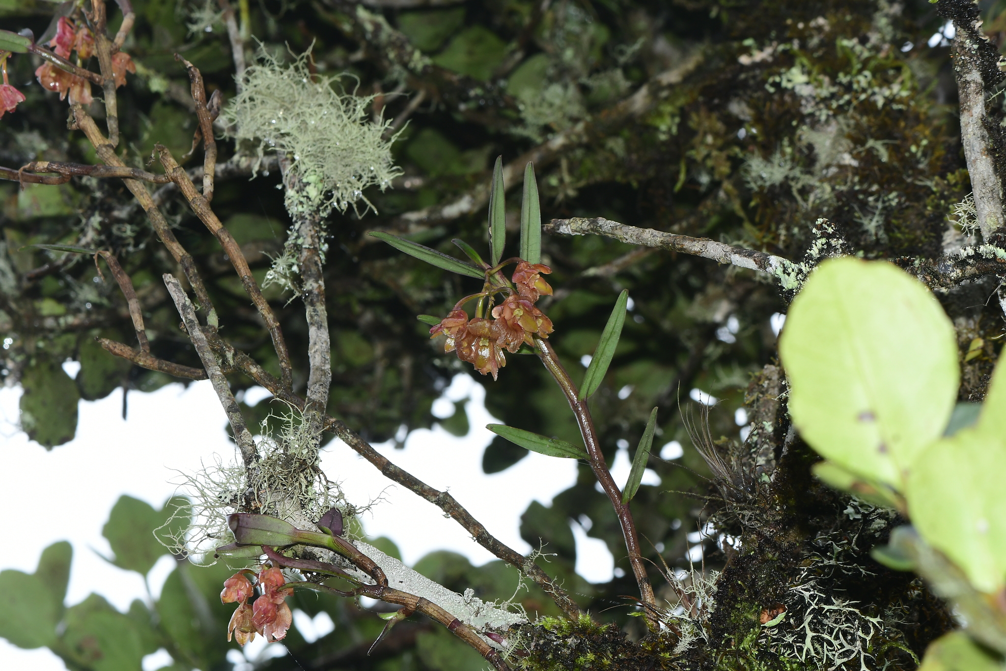 Epidendrum suavis (Rchb.f. & Warsz.) Løjtnant 3