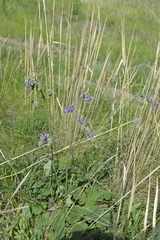 Salvia nutans