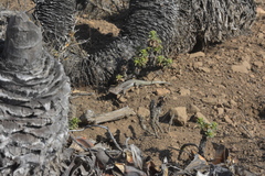 Liolaemus zapallarensis