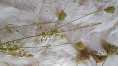 Daucus pusillus