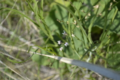 Astragalus austriacus