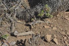 Liolaemus zapallarensis