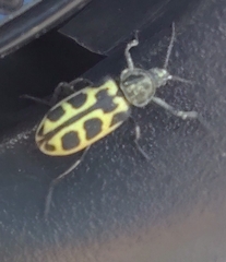 Astylus atromaculatus
