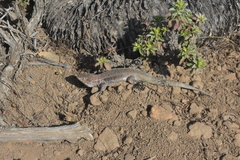 Liolaemus zapallarensis