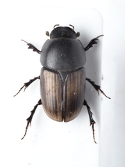 Colobopterus erraticus