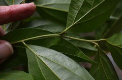 Cryptocarya triplinervis riparia