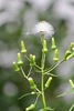 American Burnweed - Photo (c) Mary S, some rights reserved (CC BY-NC), uploaded by Mary S
