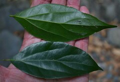 Cryptocarya triplinervis riparia