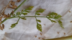Daucus pusillus