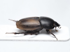 Colobopterus erraticus