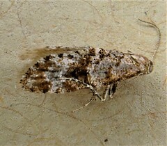 Isonomeutis restincta