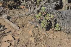 Liolaemus zapallarensis