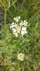 Daucus pusillus