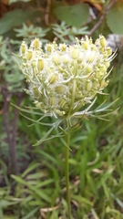 Daucus pusillus