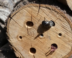 Megachile lucidiventris