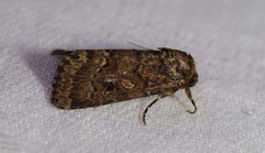 Spodoptera umbraculata