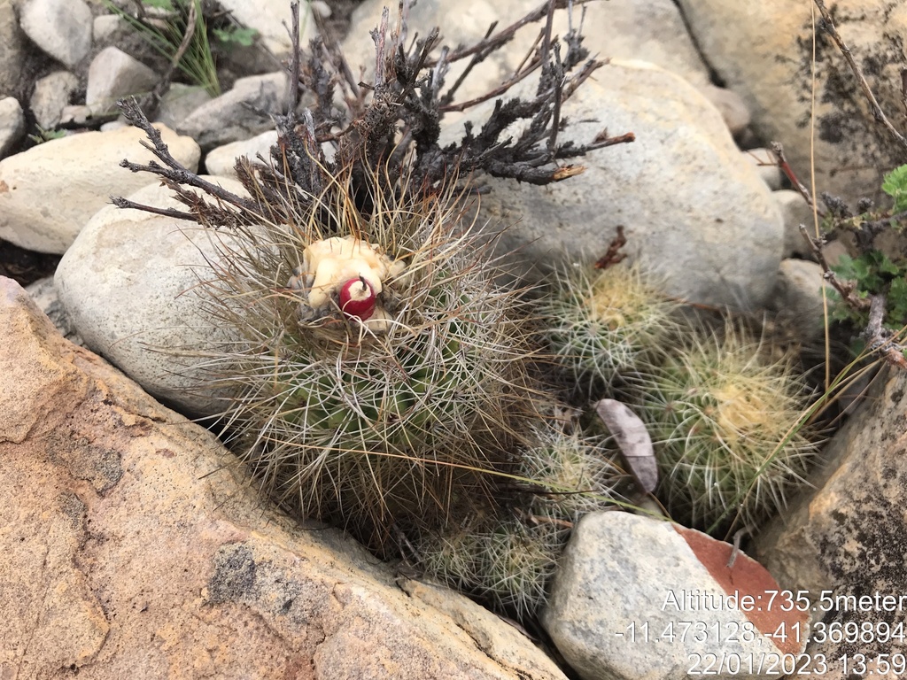 Discocactus zehntneri