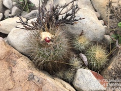 Discocactus zehntneri boomianus