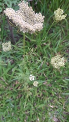 Daucus pusillus