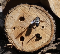 Megachile lucidiventris