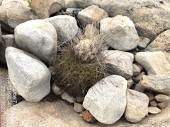 Discocactus zehntneri boomianus