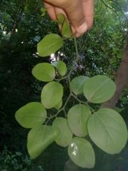 Sarcomphalus amole