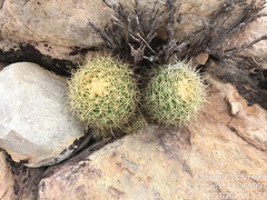 Discocactus zehntneri boomianus