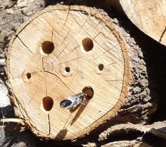 Megachile lucidiventris