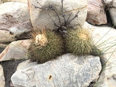 Discocactus zehntneri boomianus
