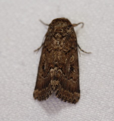 Spodoptera umbraculata