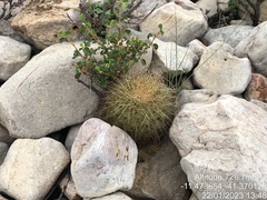 Discocactus zehntneri boomianus