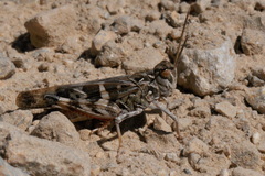 Oedaleus decorus