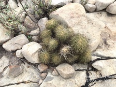 Discocactus zehntneri boomianus