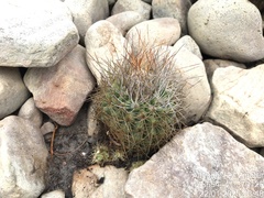Discocactus zehntneri boomianus