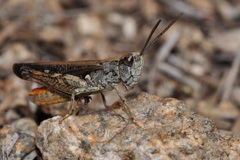 Omocestus raymondi