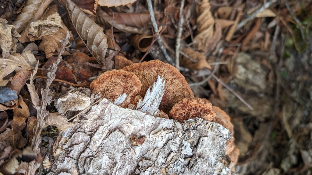 Fuscoporia gilva · January 2023 · photo: © atsushi_nakajima_cirque (iNaturalist, cc-by)