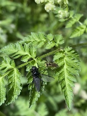 Aglaostigma fulvipes