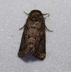 Spodoptera umbraculata