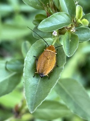 Ellipsidion humerale