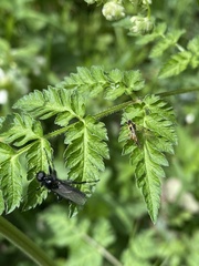Aglaostigma fulvipes