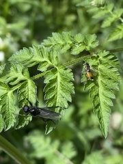 Aglaostigma fulvipes