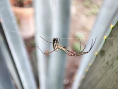 Leucauge argyra