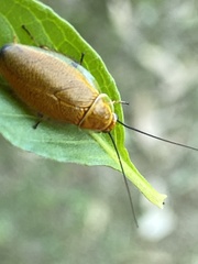 Ellipsidion humerale