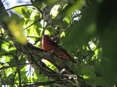 Piranga bidentata
